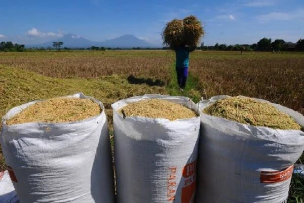 DPKP Wajo dan Bulog Bersinergi Jaga Harga Gabah Tetap Stabil
