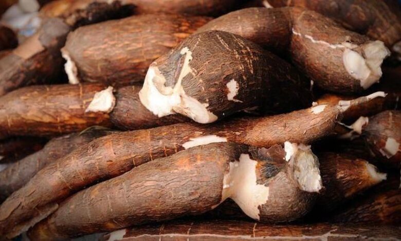 Jangan Salah Pilih! Ini Rahasia Singkong Empuk dan Manis, Dijamin Bikin Nagih!