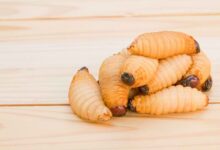 Ulat Sagu: Makanan Ekstrem Kaya Nutrisi, Benarkah Aman Dikonsumsi?