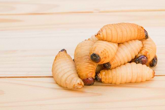 Ulat Sagu: Makanan Ekstrem Kaya Nutrisi, Benarkah Aman Dikonsumsi?