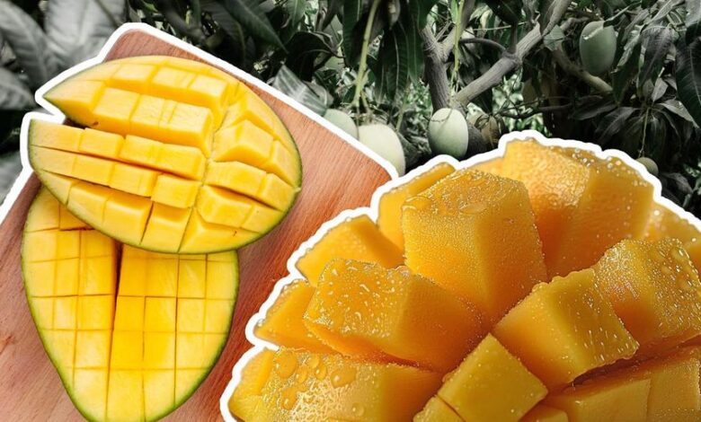 Waspada! 4 Kelompok Ini Sebaiknya Hindari Makan Mangga Meski Terlihat Sehat