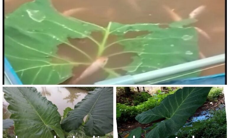 Daun Keladi dan Talas, Rahasia Murah Meriah Pakan Ikan Nila yang Tak Banyak Diketahui