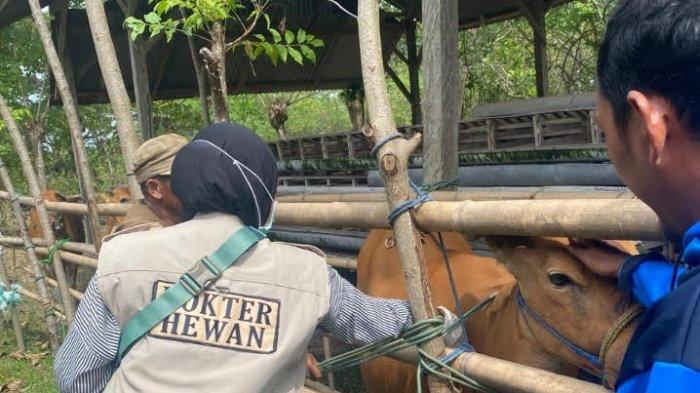 Jelang Iduladha, DPKP Wajo Gerak Cepat Vaksinasi 4.000 Sapi Cegah Wabah PMK