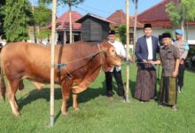 Harga Sapi Kurban 2025: Panduan Budget Jelang Idul Adha