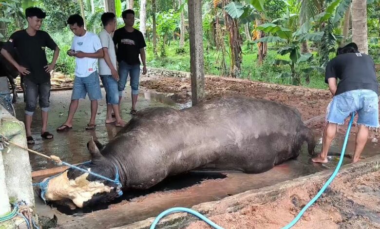 Diduga Keracunan, Sapi Kurban Presiden Prabowo Mati di Polewali Mandar