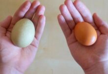 Mengejutkan! Ternyata Telur Bebek Punya Kolesterol Hampir 4 Kali Lipat dari Telur Ayam