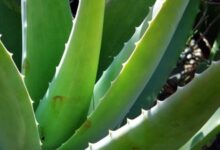 Deretan Manfaat Ajaib Lidah Buaya