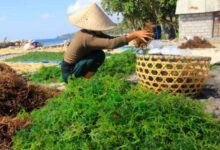 Investasi Miliaran! Sulsel & Oceva Bangun Pabrik Rumput Laut Raksasa di Takalar