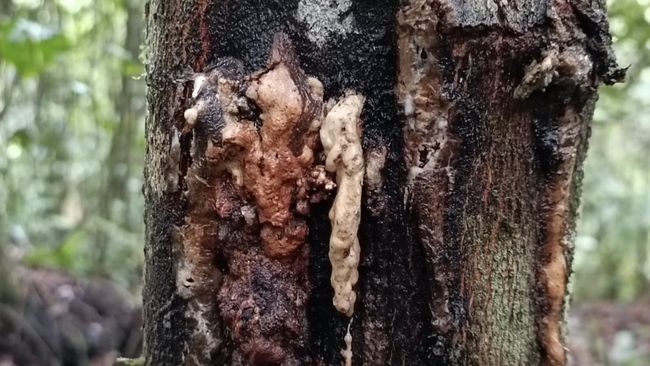 Tak Hanya Mistis! Kemenyan Indonesia Laku Keras di Pasar Global, Diekspor ke China hingga Prancis