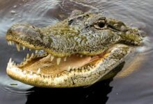 Heboh! Buaya Besar Masuk Minimarket di Maluku Utara