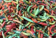 Harga Cabai Rawit Turun Drastis di Awal Agustus, Kendalikan Inflasi Pangan