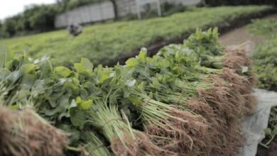 Awas! 12 Buah dan Sayur Ini Mengandung Pestisida Tertinggi, Waspadai Risikonya Bagi Kesehatan