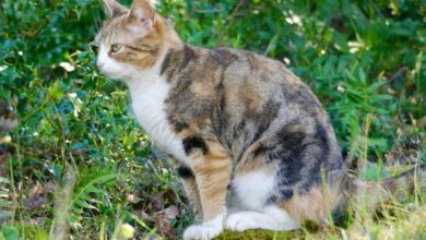 11 Tips Bikin Kucing Enggan 'Nongkrong' di Halaman Rumah Anda, Murah dan Efektif!