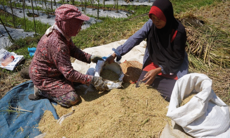 Petani Wajo Merana: Harga Gabah Anjlok Jauh di Bawah HPP Prabowo, Tembus Rp6.200/Kg