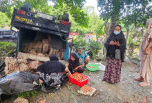 Sopir Ngantuk dan Tertidur, Mobil Pick Up Pengangkut Ratusan Telur Terbalik di Bone