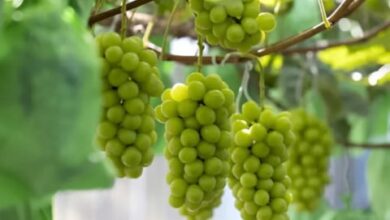 Untuk merasakan manfaat maksimalnya, konsumen bisa memilih jalur konsumsi langsung atau menggunakan produk skincare yang secara eksplisit mencantumkan ekstrak anggur. Siapa sangka, rahasia untuk kulit yang tampak muda, sehat, dan bercahaya ada di buah kecil yang selama ini sering kita abaikan kulitnya. Anggur bukan lagi sekadar camilan, namun aset berharga dalam dunia kecantikan.