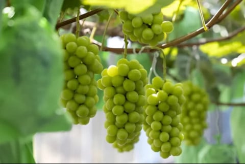 Untuk merasakan manfaat maksimalnya, konsumen bisa memilih jalur konsumsi langsung atau menggunakan produk skincare yang secara eksplisit mencantumkan ekstrak anggur. Siapa sangka, rahasia untuk kulit yang tampak muda, sehat, dan bercahaya ada di buah kecil yang selama ini sering kita abaikan kulitnya. Anggur bukan lagi sekadar camilan, namun aset berharga dalam dunia kecantikan.