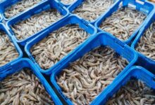 Udang Indonesia Bebas Radioaktif Cesium-137, 7 Kontainer Senilai Rp20,14 Miliar Tembus Pasar AS