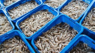 Udang Indonesia Bebas Radioaktif Cesium-137, 7 Kontainer Senilai Rp20,14 Miliar Tembus Pasar AS