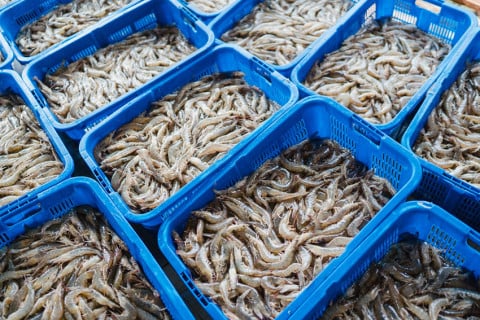 Udang Indonesia Bebas Radioaktif Cesium-137, 7 Kontainer Senilai Rp20,14 Miliar Tembus Pasar AS